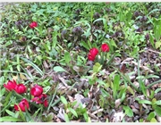 Tulpen der Aktion "Freude sähen" erblühen 