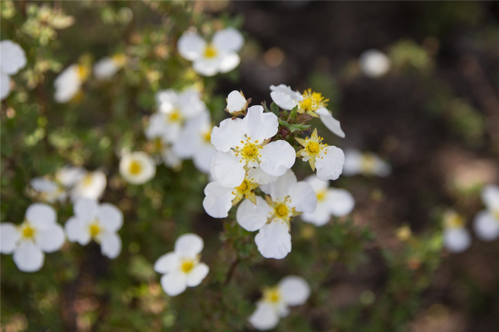 Eine weiß-gelbe Blütenpracht in Nahaufnahme 