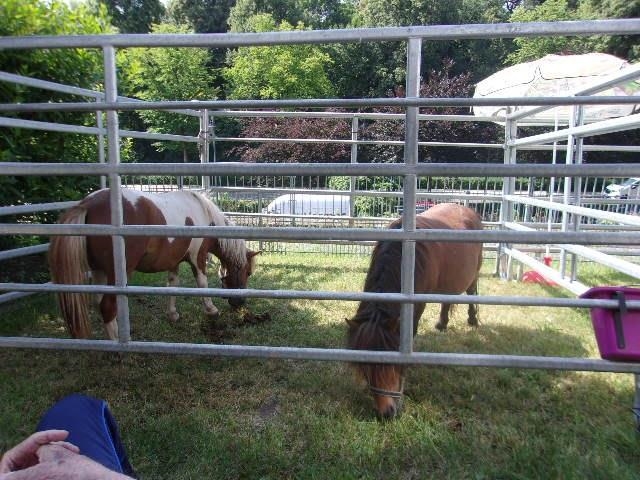 Ponys zum Streicheln (© APZ Hildburghausen - Haus Teresa)