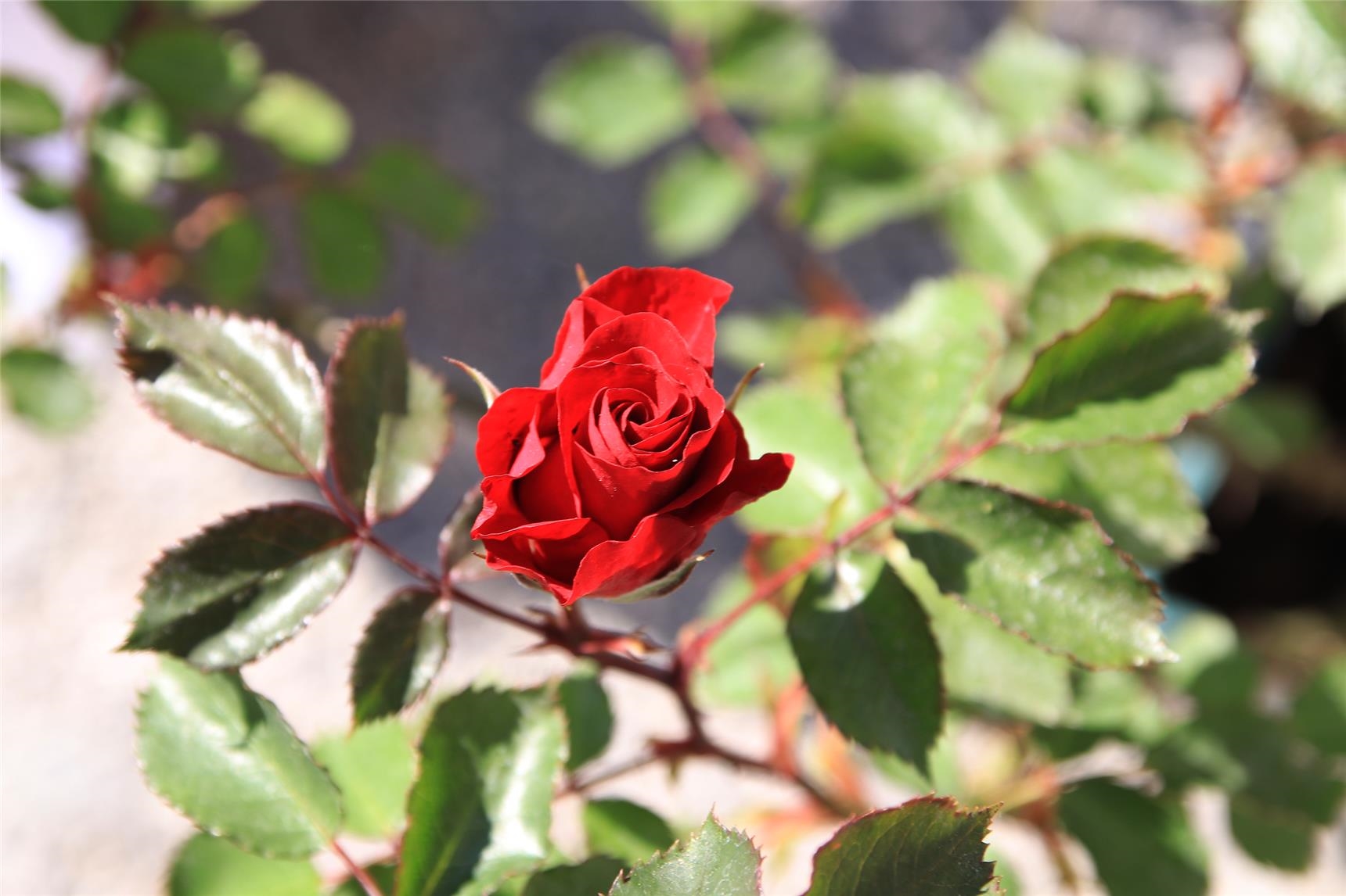 Das Foto zeigt eine noch junge rote Rosenblüte. 