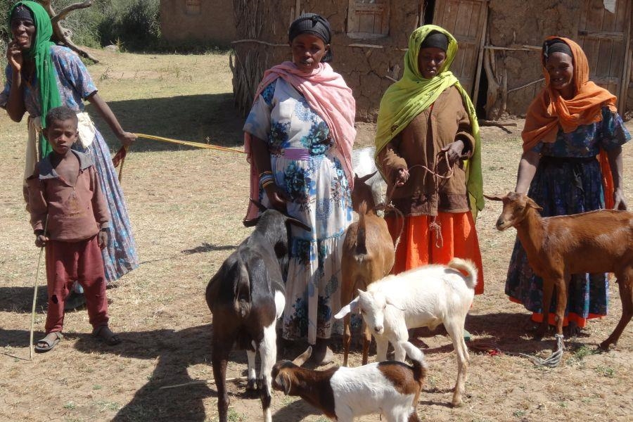 Frauen mit mehreren Ziegen (Wolfgang Fritz, Caritas international)