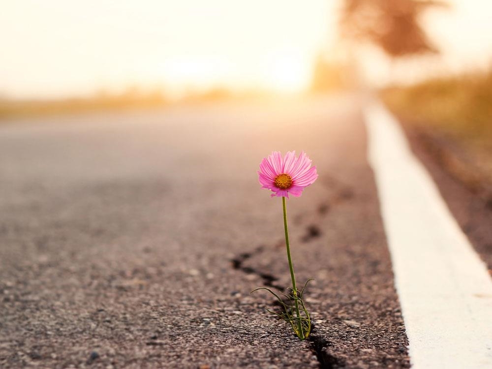 Blume durchbricht Asphalt einer geteerten Straße