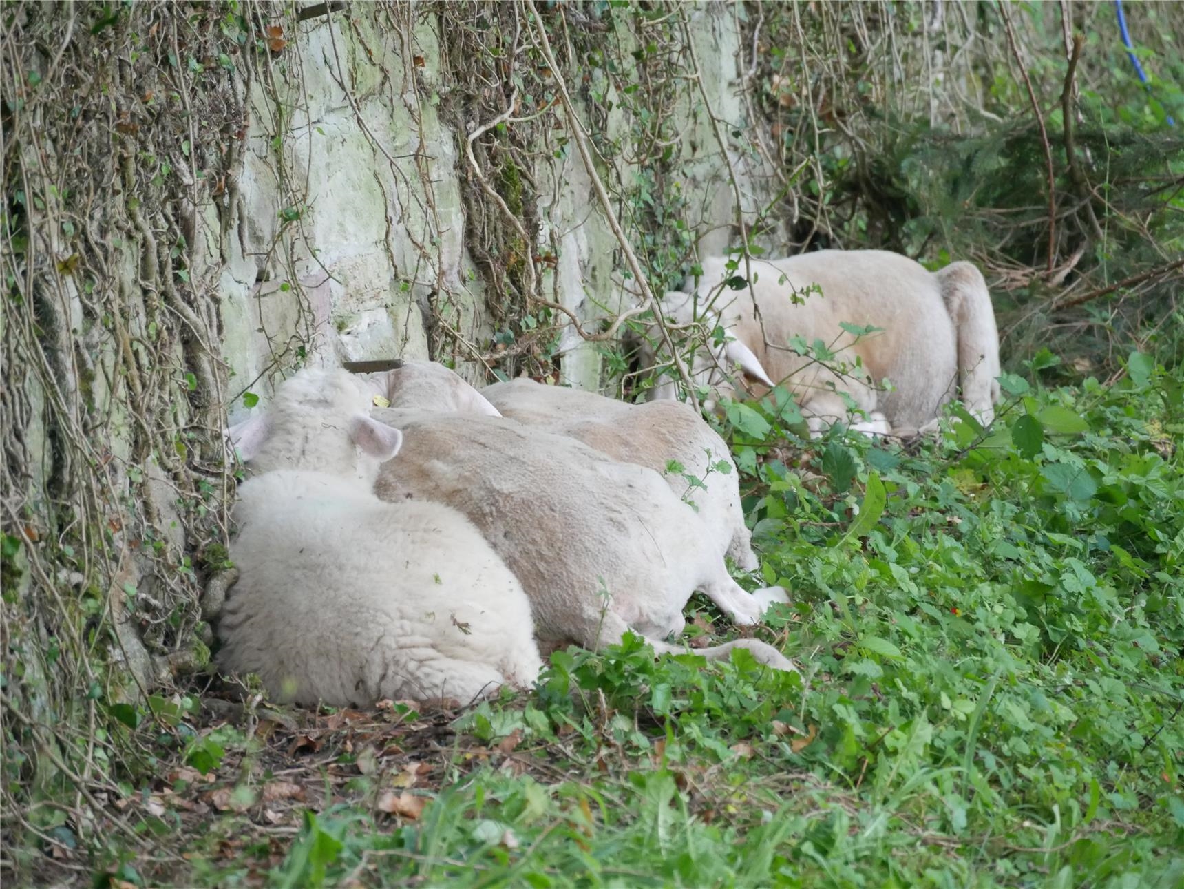Schafe wärmen sich an der Mauer