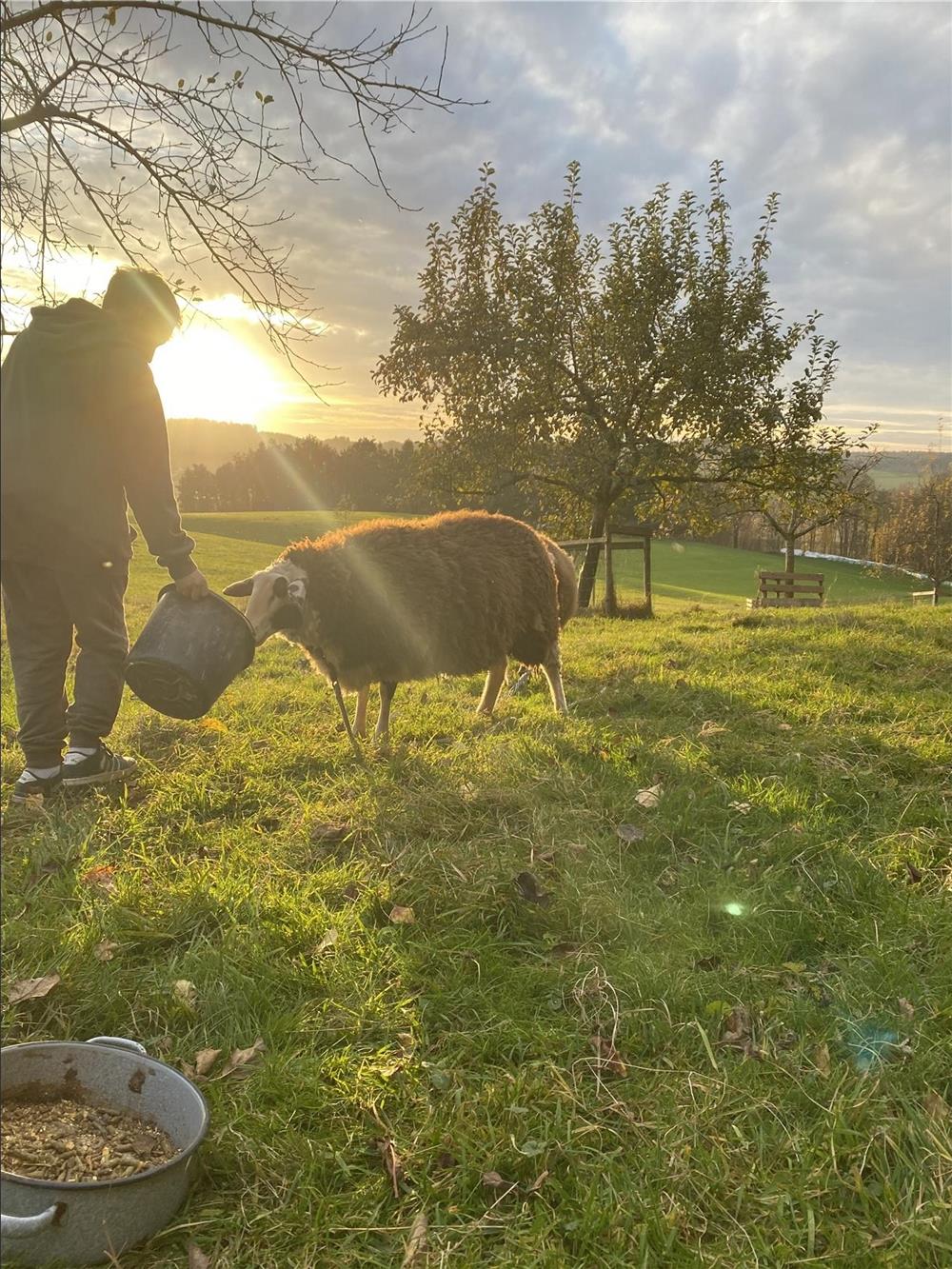 Eine Person füttert bei Sonnenuntergang auf einer Wiese ein Schaf. Die Szene enthält grünes Gras, Baum ohne Blätter und Futterbehälter im Vordergrund.